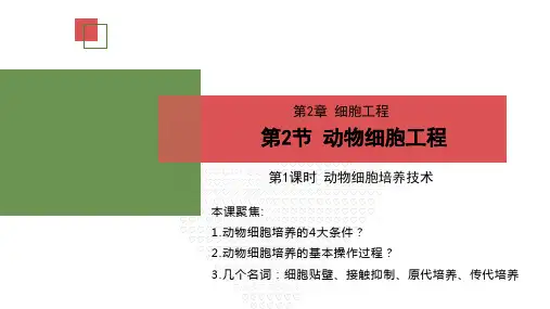 动物细胞培养课件-高二生物人教版选择性必修3