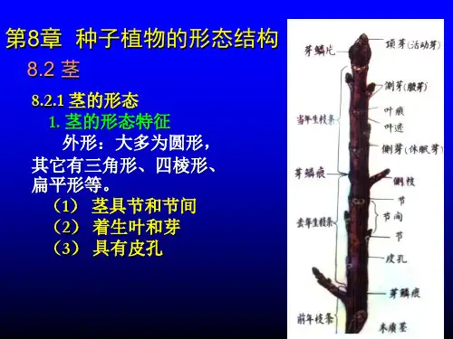 种子植物的形态结构.