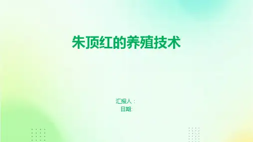 朱顶红的养殖技术