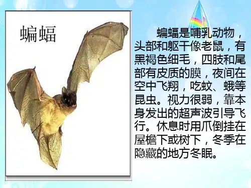 人教版小学四年级语文下册第十一课《蝙蝠和雷达》资料