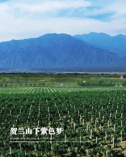 贺兰山下紫色梦