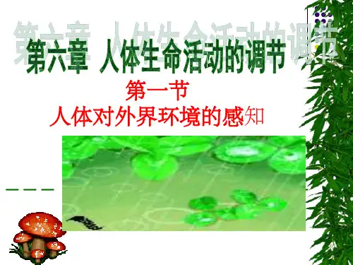 眼和视觉-公开课ppt课件