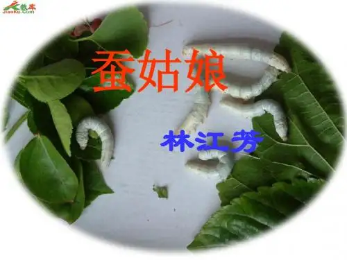 蚕姑娘《2》