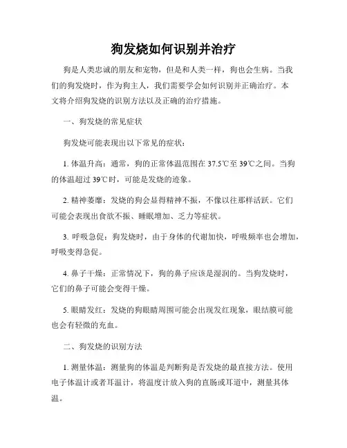 狗发烧如何识别并治疗
