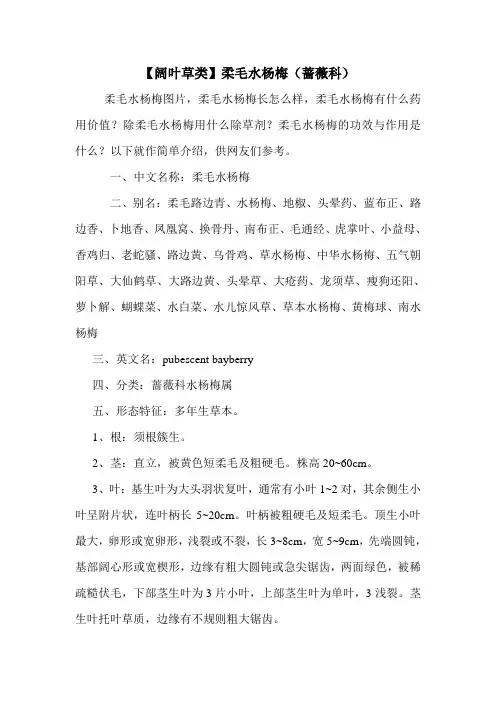 【阔叶草类】柔毛水杨梅(蔷薇科)
