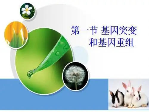 生物：5.1《基因突变和基因重组》课件(新人教版必修2)