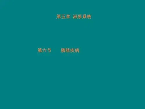 膀胱超声ppt课件
