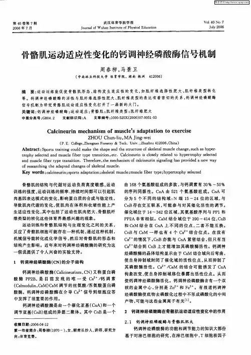 骨骼肌运动适应性变化的钙调神经磷酸酶信号机制