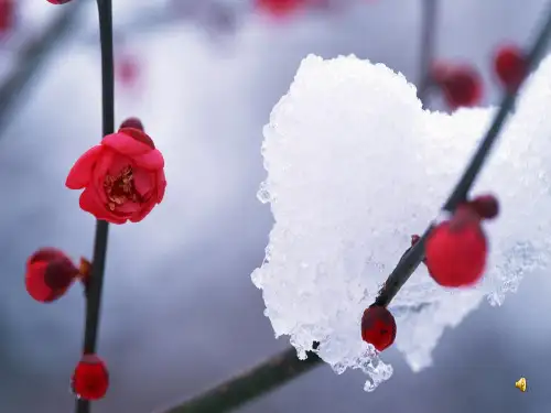 4b Unit 5 Seasons第三课时
