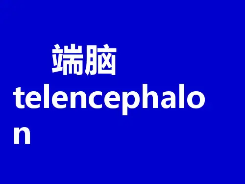 端脑