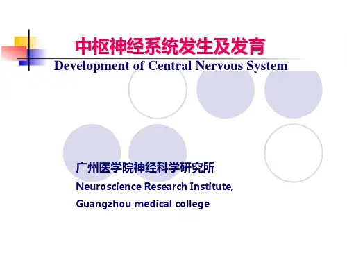 神经系统发育及可塑性