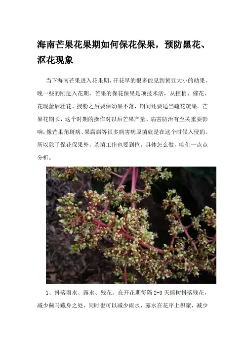 海南芒果花果期如何保花保果,预防黑花、沤花现象