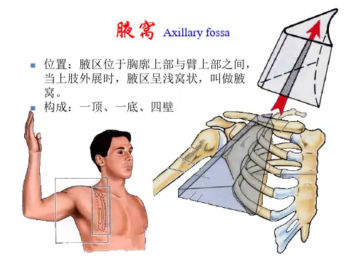 系解课件--腋区