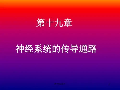 脑和脊髓的传导通路ppt课件
