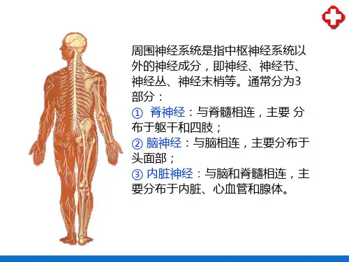 周围神经系统(人体解剖学)