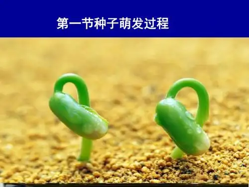 种子萌发过程生物课件