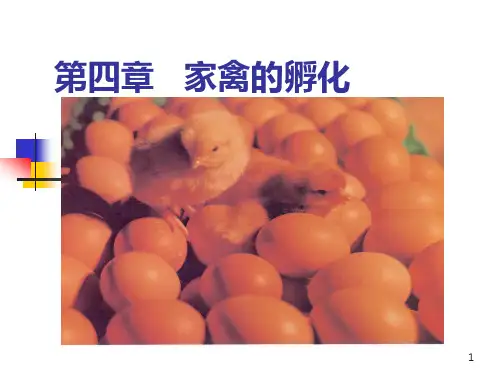 家禽的孵化全过程及管理PPT课件