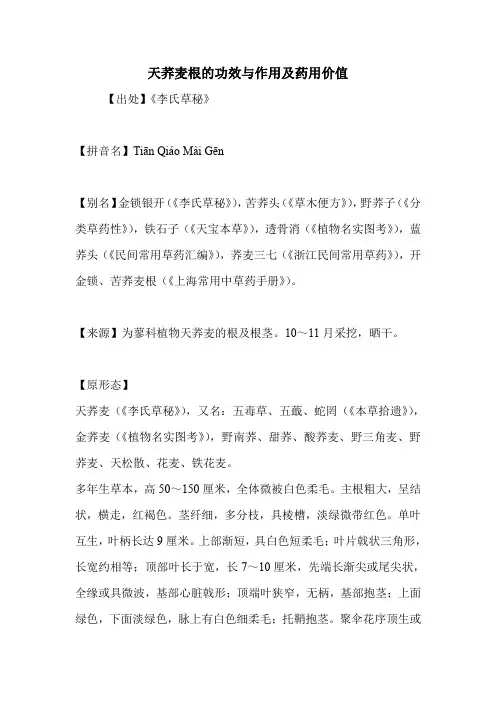 天荞麦根的功效与作用及药用价值