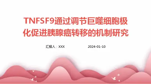 TNFSF9通过调节巨噬细胞极化促进胰腺癌转移的机制研究演示课件