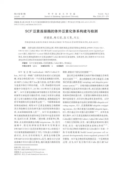 SCF泛素连接酶的体外泛素化体系构建与检测