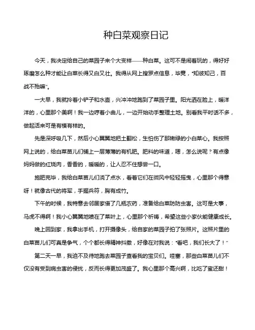 种白菜观察日记