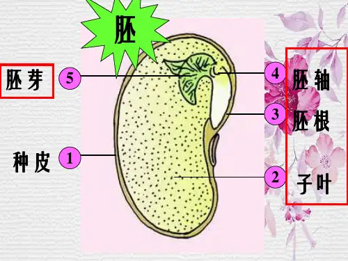 第一节-种子的萌发课件