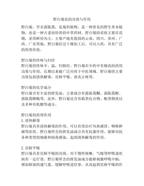 野白菊花的功效与作用