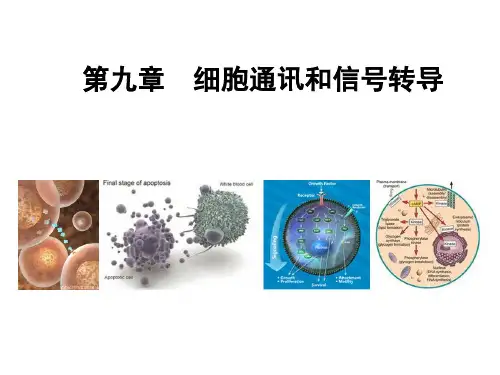第9章 细胞通讯和信号转导1