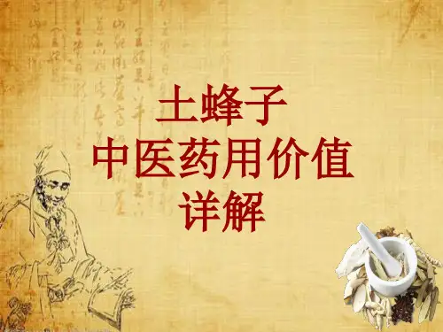 中药学_土蜂子_药材详解课件模板