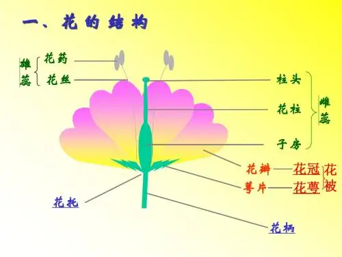 花的结构复习题