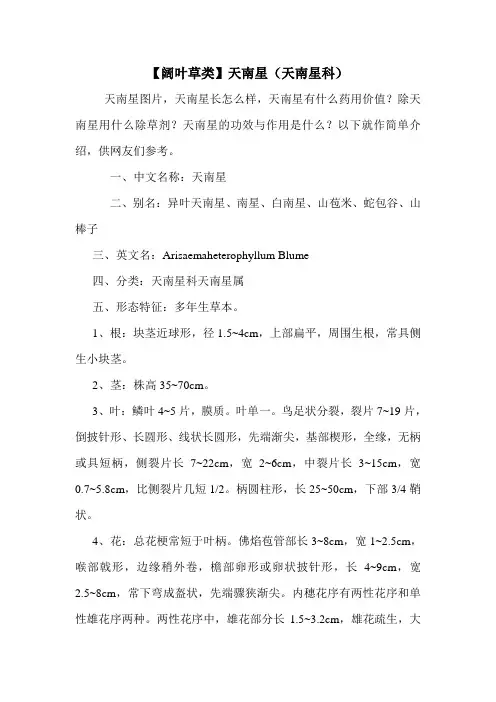 【阔叶草类】天南星(天南星科)