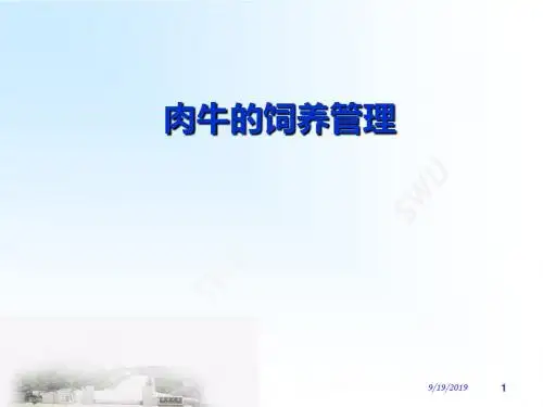 肉牛的饲养管理 课件