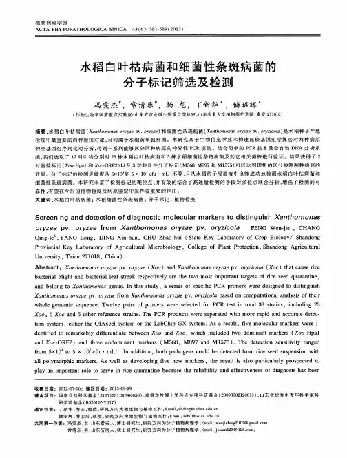 水稻白叶枯病菌和细菌性条斑病菌的分子标记筛选及检测