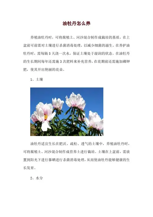 油牡丹怎么养