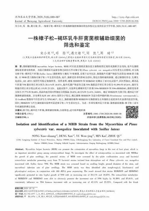 一株樟子松-褐环乳牛肝菌菌根辅助细菌的筛选和鉴定