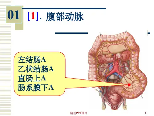 系统解剖学  实验图片考试PPT课件