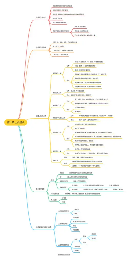 第二章 上皮组织思维导图
