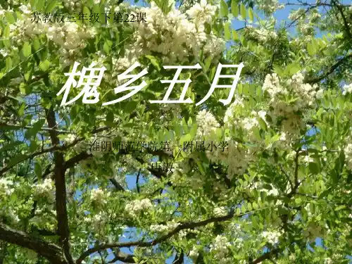 槐乡五月PPT课件