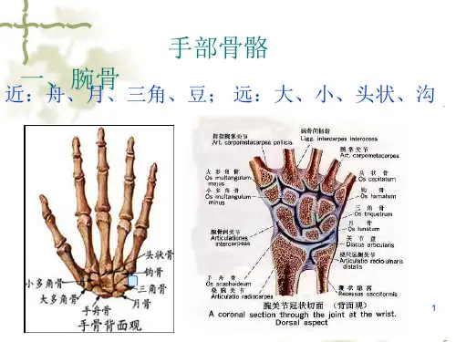 手部解剖ppt课件
