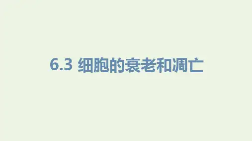 新教材高中生物第六章细胞的生命历程第三节细胞的衰老和死亡课件新人教版必修第一册