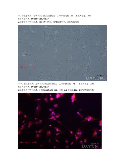 神经细胞图片集锦2