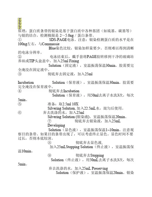 蛋白质银染原理与方法