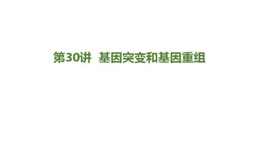 2025届高三生物一轮复习课件第30讲 基因突变和基因重组