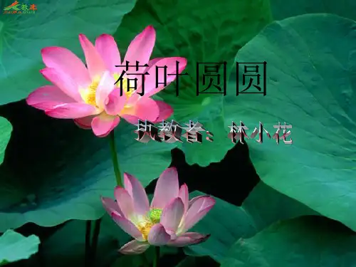 荷叶圆圆1