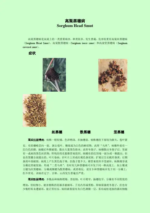 高粱黑穗病