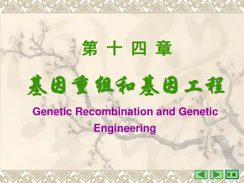 (生物学)基因重组和基因工程PPT课件