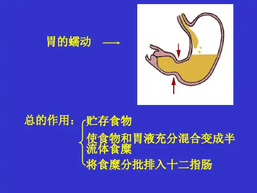消化系统解剖与生理2