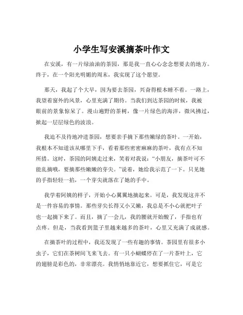 小学生写安溪摘茶叶作文