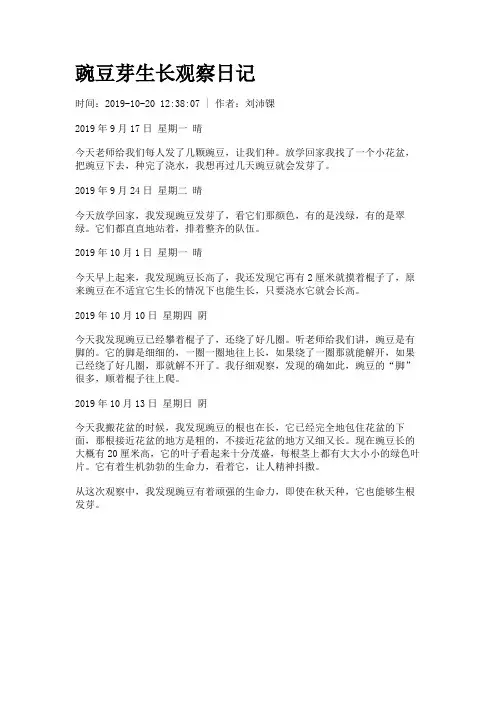 豌豆芽生长观察日记