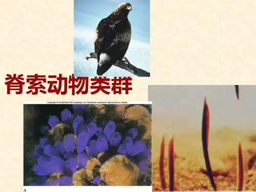 动物生物学14 脊索动物类群